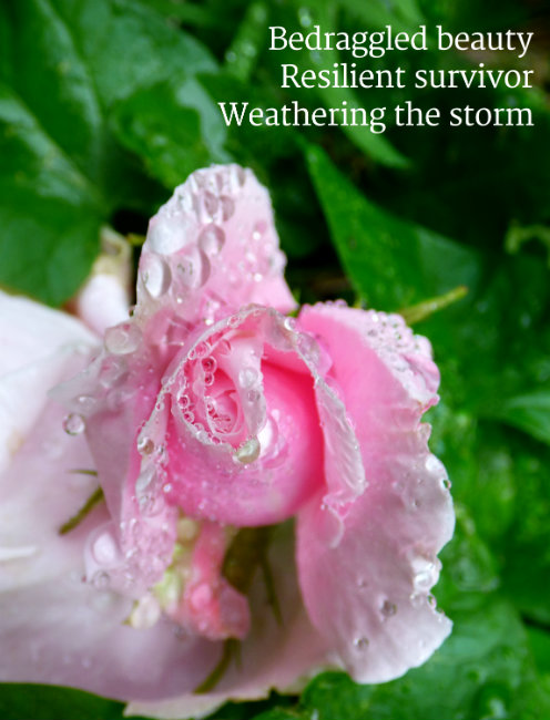 Bedraggled beautyResilient survivorWeathering the storm