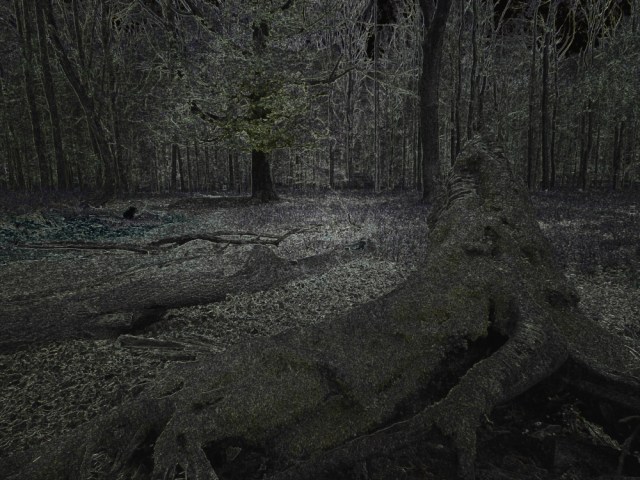 bluebell mayday magic 077