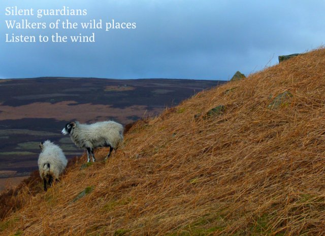 Silent guardians Walkers of the wild places Listen to the wind