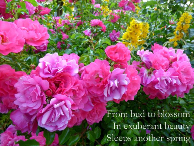 From bud to blossom In exuberant beauty Sleeps another spring