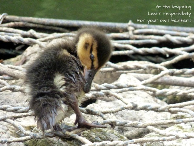 At the beginning Learn responsibilty For your own feathers