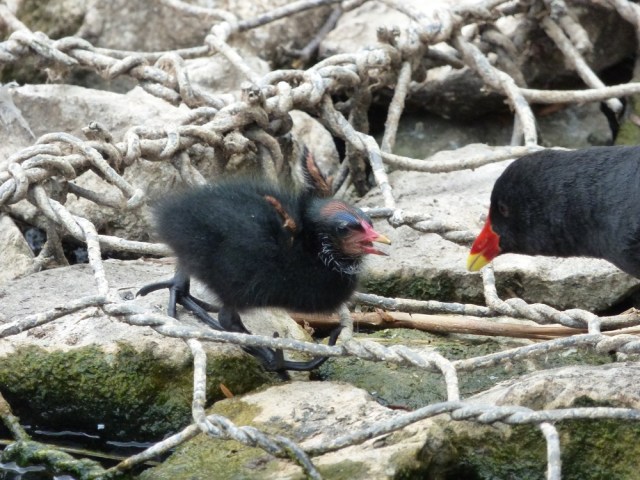 nick trike park birds flowers trees 066