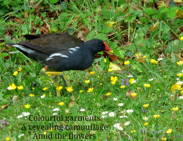 Colourful garments A revealing camouflage Amid the flowers