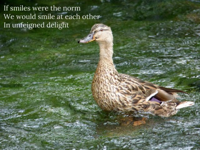 If smiles were the norm We would smile at each other In unfeigned delight