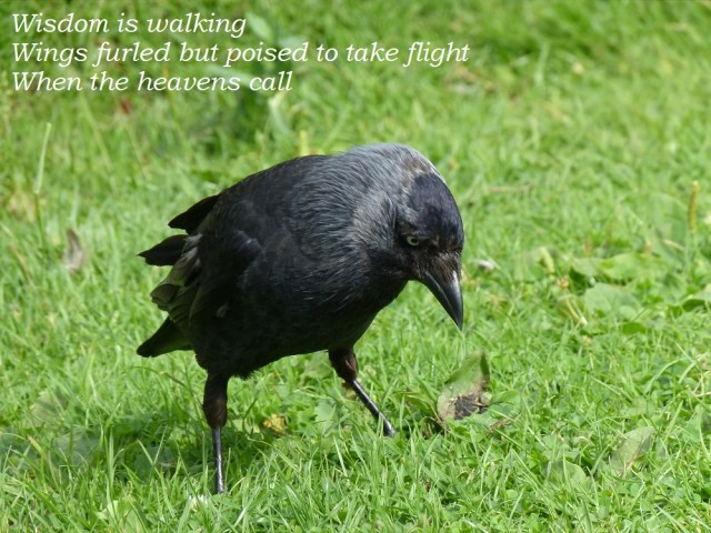 Wisdom is walking Wings furled but poised to take flight When the heavens call