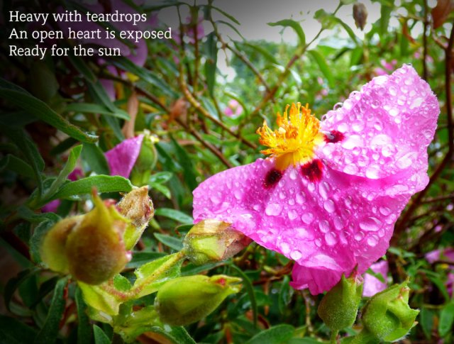 Heavy with teardrops An open heart is exposed Ready for the sun