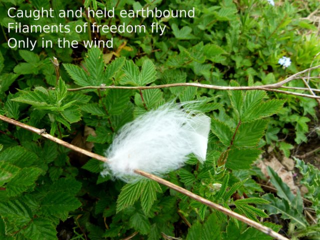 Caught and held earthbound Filaments of freedom fly Only in the wind