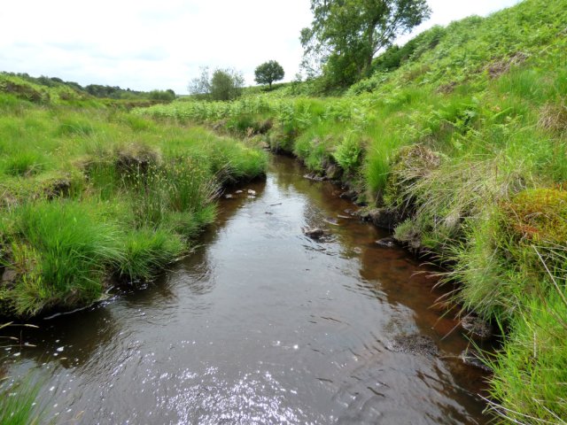 snake adder barbrook  merlin stone beeley derbyshire  (19)