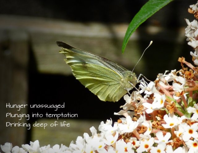 Hunger unassuaged Plunging into temptation Drinking deep of life