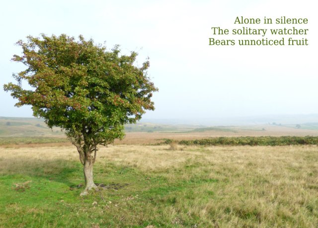 Alone in silence The solitary watcher Bears unnoticed fruit
