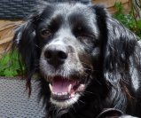 ani hardy feather 014