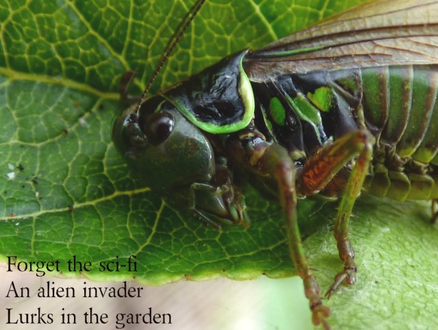 forget the sci-fi, an alien invader lurks in the garden