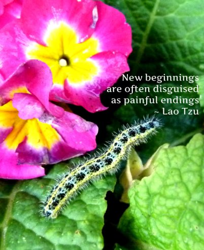 caterpillar (2)