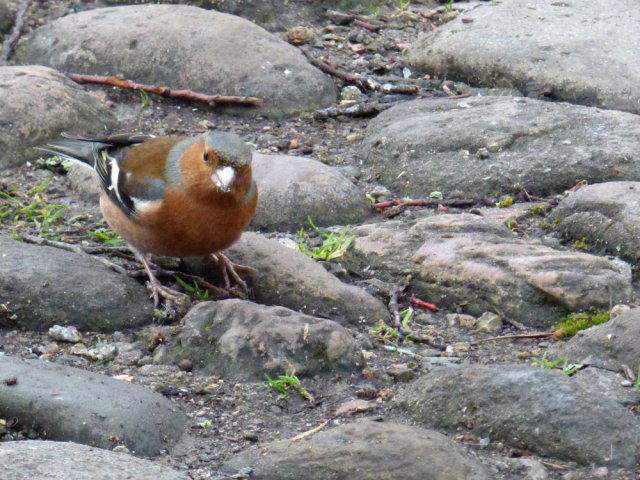chaffinch chester (1)