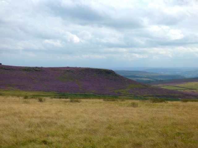 heather 2015 derbyshire, higger tor, beeley circle, edensor, bak 009