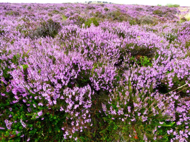 heather 2015 derbyshire, higger tor, beeley circle, edensor, bak 012