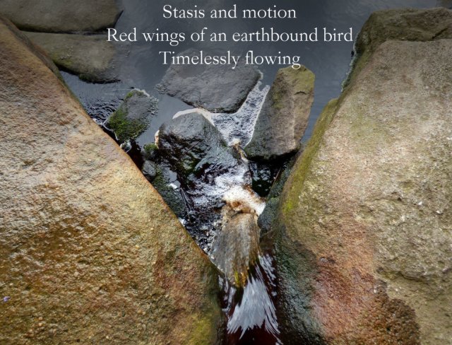 Stasis and motion Red wings of an earthbound bird Timelessly flowing