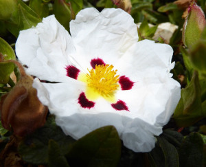 Warriors End Flower cropped