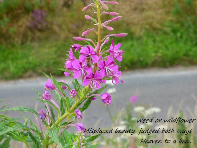 Weed or wildflower Misplaced beauty, judged both ways Heaven to a bee...
