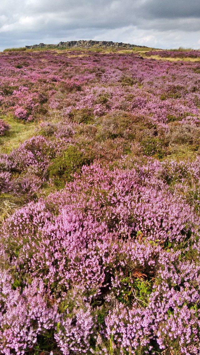 wp-1440225319162 image