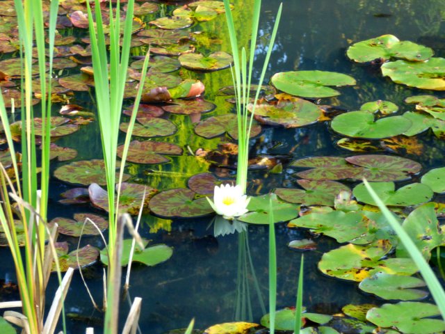 waterlilies