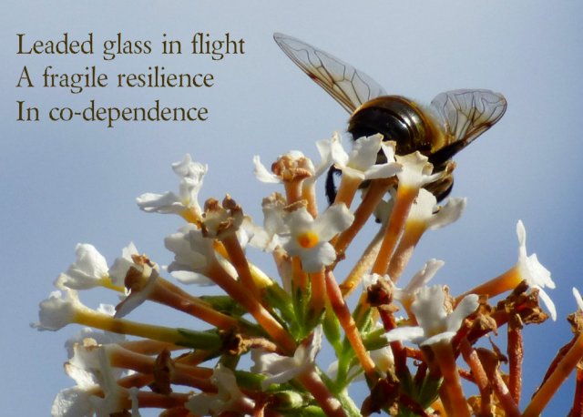 Leaded glass in flight A fragile resilience In co-dependence