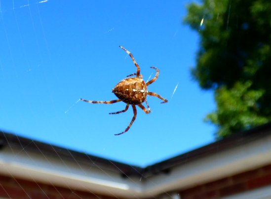 mist butterflies flowers nick 045