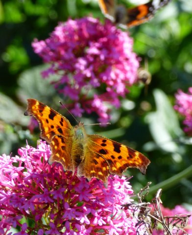 mist butterflies flowers nick 055