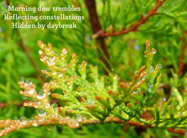 morning dew trembles, reflecting constellations hidden by daybreak