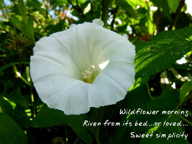 Wildflower morning Riven from its bed...or loved...Sweet simplicity