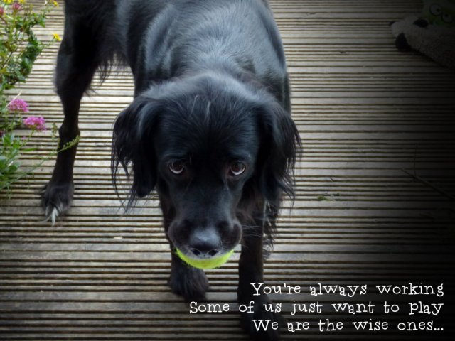 You're always working Some of us just want to play We are the wise ones...