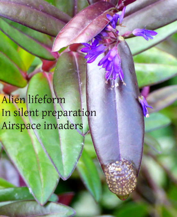 Alien lifeform In silent preparation Airspace invaders