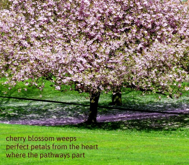 cherry blossom weeps perfect petals from the heart where the pathways part