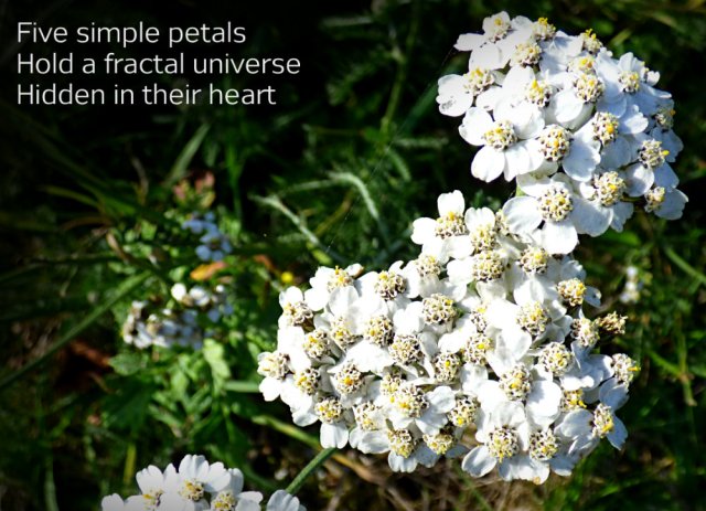 Five simple petals Hold a fractal universe Hidden in their heart