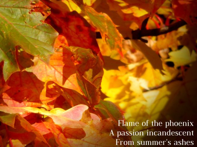 Flame of the phoenix A passion incandescent From summer's ashes