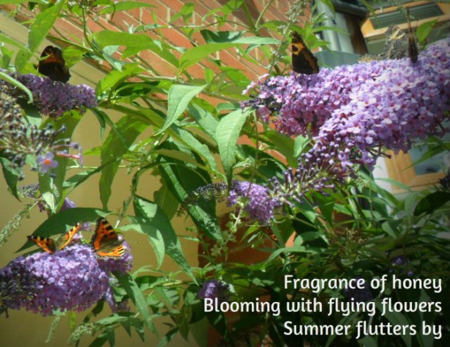 Fragrance of honey Blooming with flying flowers Summer flutters by