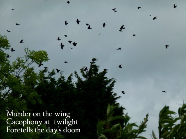 Murder on the wing Cacophony at  twilight Foretells the day's doom