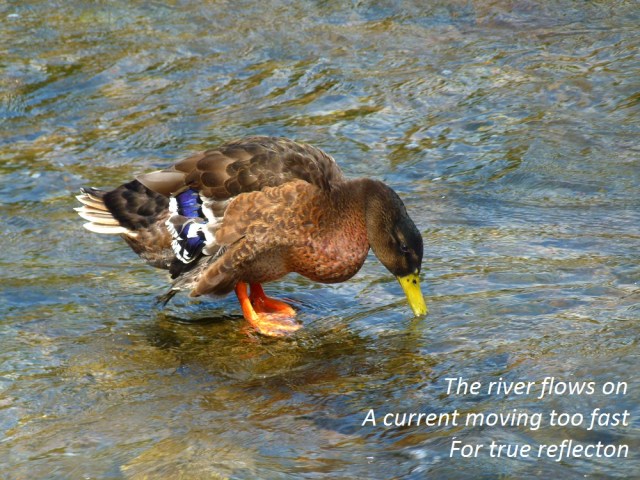    The river flows on A current moving too fast  For true reflecton