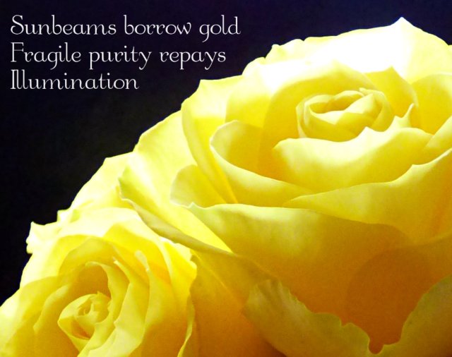 Sunbeams borrow gold Fragile purity repays Illumination