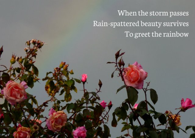 When the storm passes Rain-spattered beauty survives To greet the rainbow