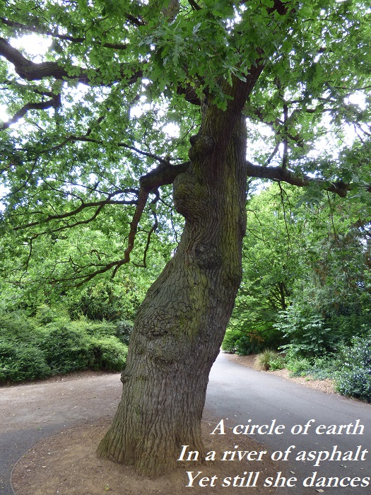 A circle of earth in a river of asphalt, yet still she dances