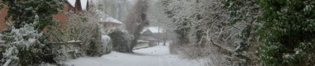 cropped-snow-dog-039