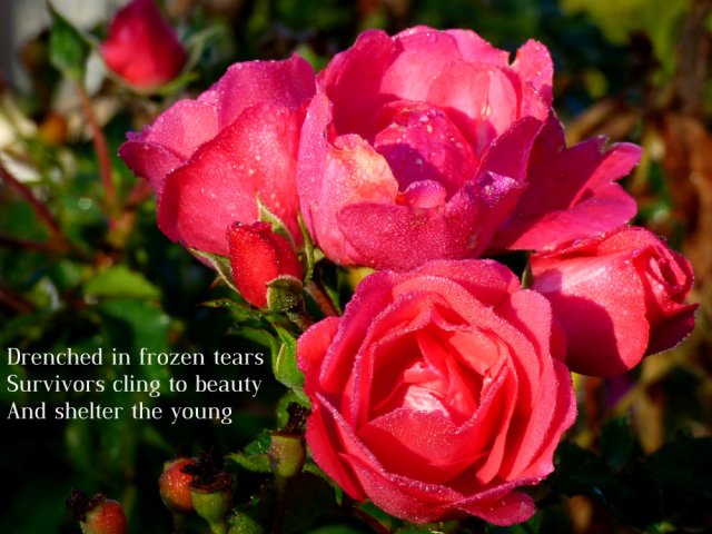 Drenched in frozen tears Survivors cling to beauty And shelter the young