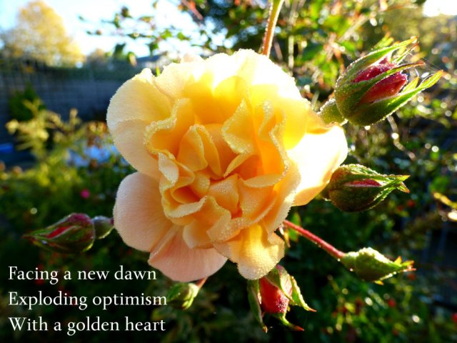 Facing a new dawn Exploding optimism With a golden heart