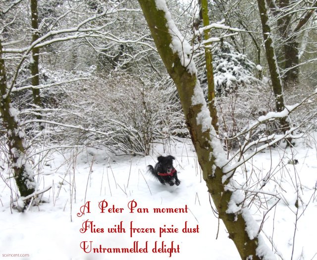 A Peter Pan moment Flies with frozen pixie dust Untrammelled delight