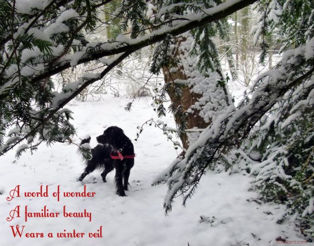 A world of wonder A familiar beauty Wears a winter veil