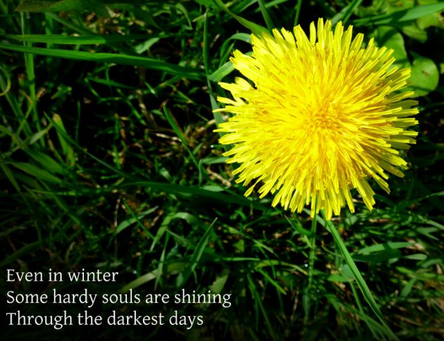 Even in winter Some hardy souls are shining Through the darkest days
