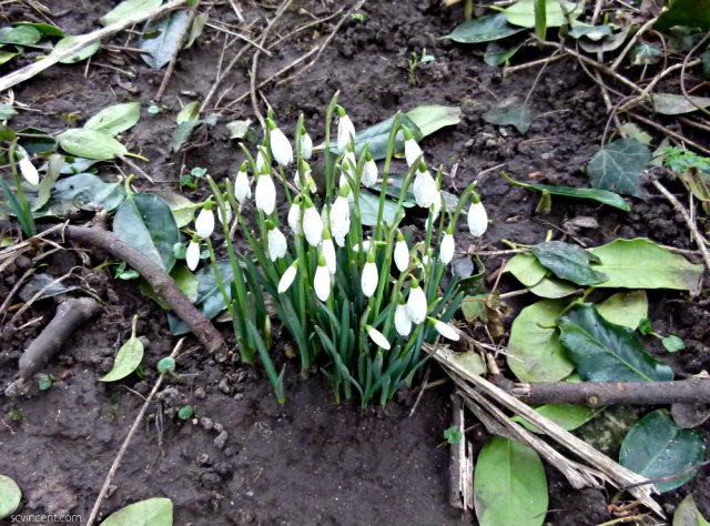 snowdrops