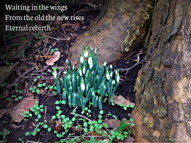 Waiting in the wings From the old the new rises Eternal rebirth