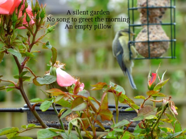 A silent garden, no song to greet the morning, an empty pillow